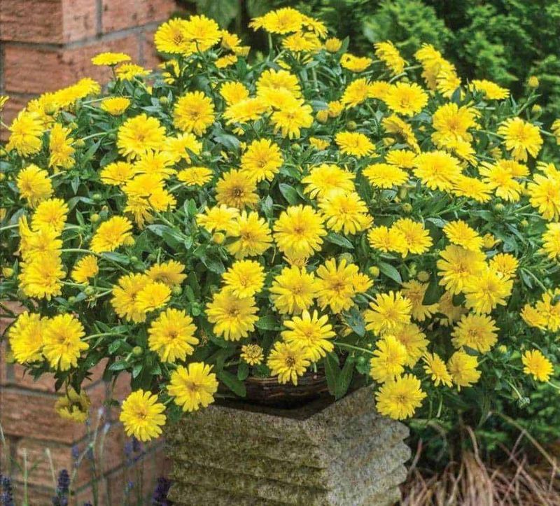 Crisantemi fiori autunnali e tombe, tipi e cura 3 Crisantemo giallo con centro giallo