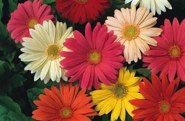 Gerbera di crisantemo