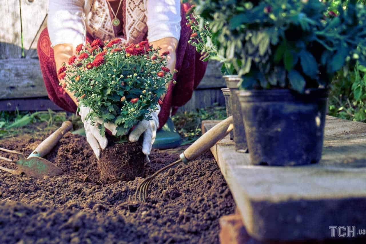 Crisantemi fiori autunnali e tombe, tipi e cura