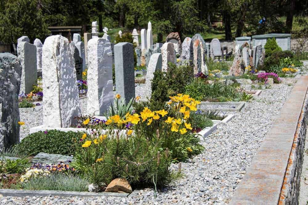 Piante perenni da cimitero e fiori sulle tombe