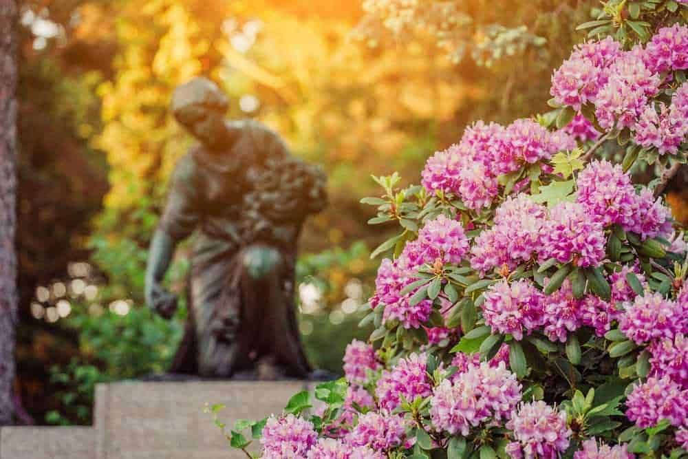 Come abbellire una tomba a terra: Piante perenni da cimitero con fiori rosa