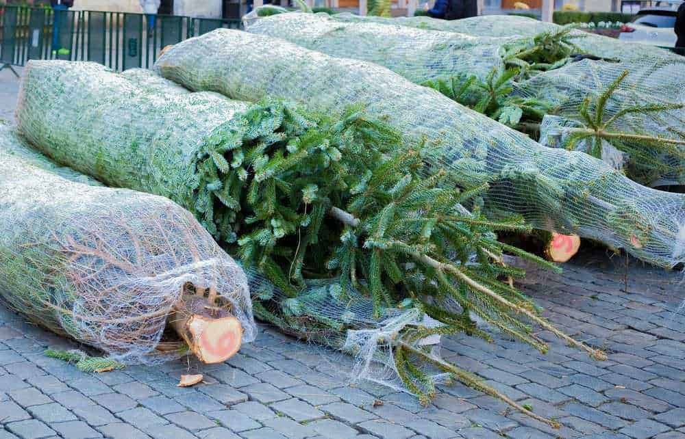 Albero di Natale vero o finto, pro e contro