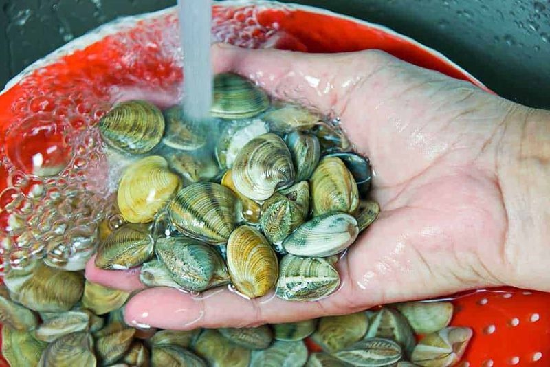 5 Benefici delle vongole, tipi e danni 2 5 Benefici delle vongole, tipi e danni