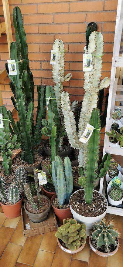 Varietà di cactus in vasi di terracotta e ceramica, piantagione decorativa per interni ed esterni, piante succulente resistenti e facili da coltivare, creano un angolo verde in casa o giardino.