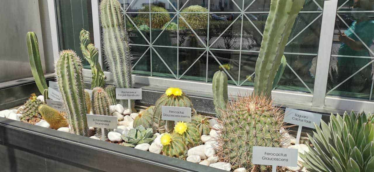 Filemato_cactus_esempi_di_succulente_rosa_d_cactus_rossi_e_gialli_su_blog_appuntisulblog_it.jpg.