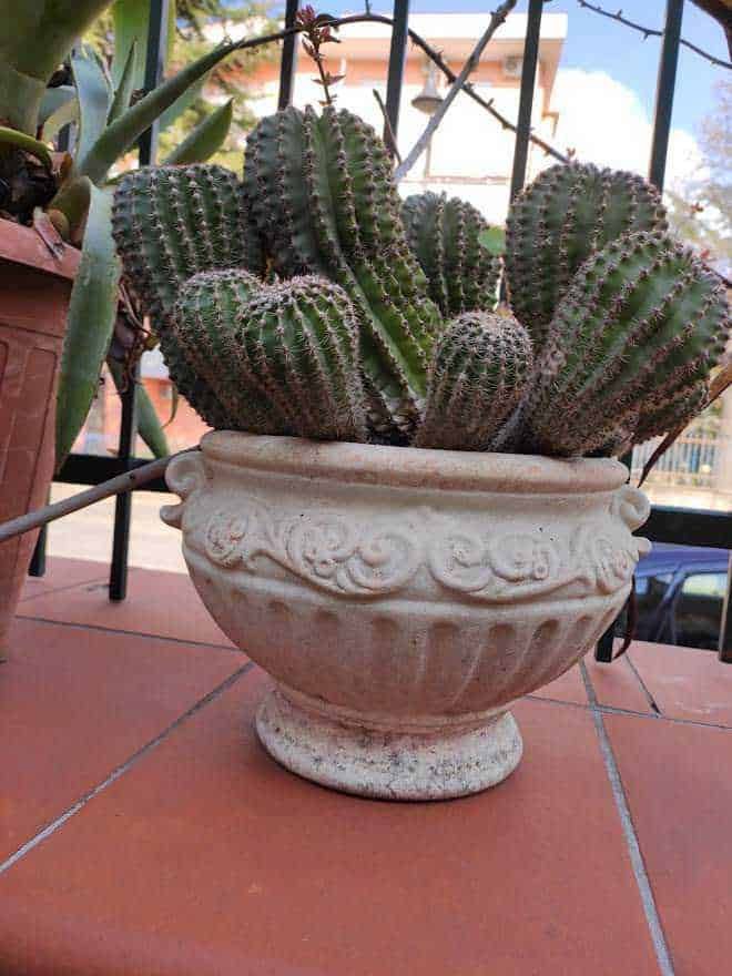 Pianta grassa ideale per chi ha poco tempo: Cactus in vaso decorativo su terrazza, piante grasse, arredo da esterno, miglioramento dell'ambiente con piante, decorazioni botaniche, coltivazione succulente, design di giardini, piante resistenti, arredamento di esterni, cura delle piante succulente.
