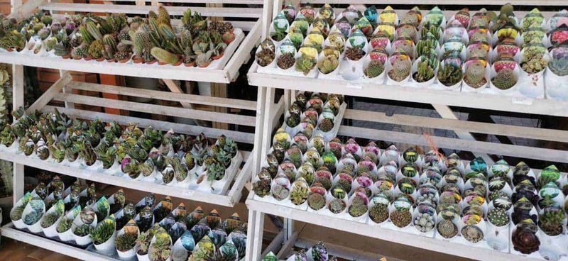 Cereus, varietà di piante grasse ideale per i pigri 3 Varietà cactus ideale per i pigri