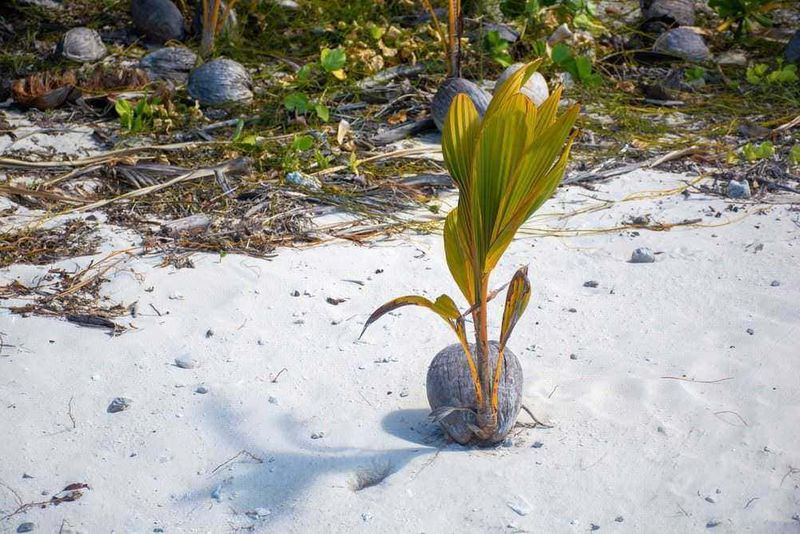 Cocos nucifera in vaso pianta medicinale esotica 4 Pianta di palma in crescita sulla spiaggia con sabbia bianca e vegetazione naturale sullo sfondo.