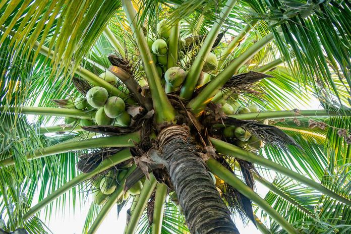 Cocos nucifera in vaso pianta medicinale esotica