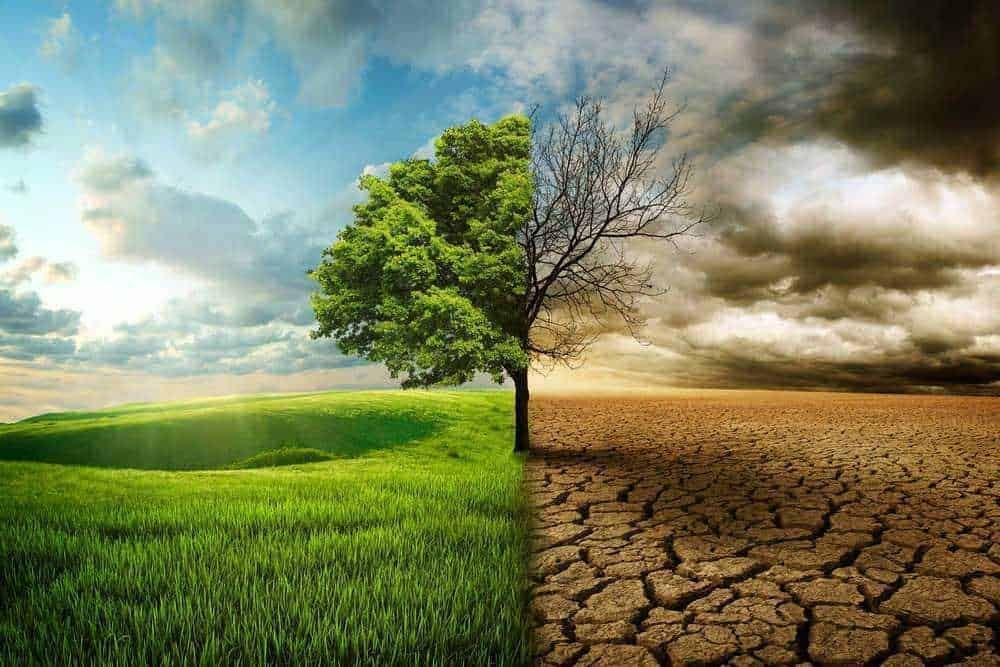 Albero diviso in due parti, una con foglie verdi e ambiente rigoglioso, l'altra secca e inaridita, simbolo di cambiamenti climatici e impatti ambientali, rappresentando la lotta tra natura in buona salute e degrado ambientale.