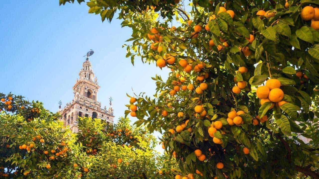 Frutteto di albicocche con torre storica sullo sfondo sotto un cielo blu sereno.