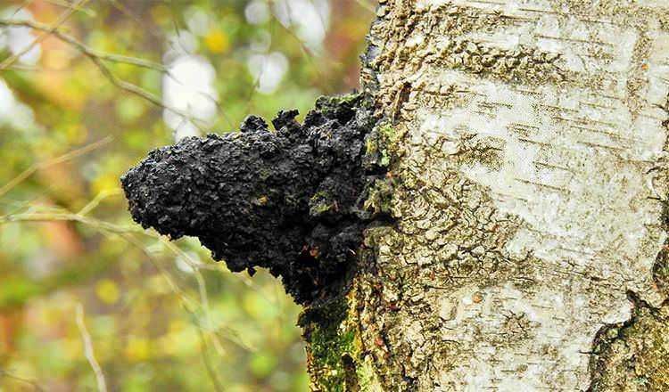 Pane di albero con escrescenza nera, funghi o muffa su corteccia, ambiente naturale, dettaglio di infezione o formazione di funghi su tronco di albero, natura e biodiversità.