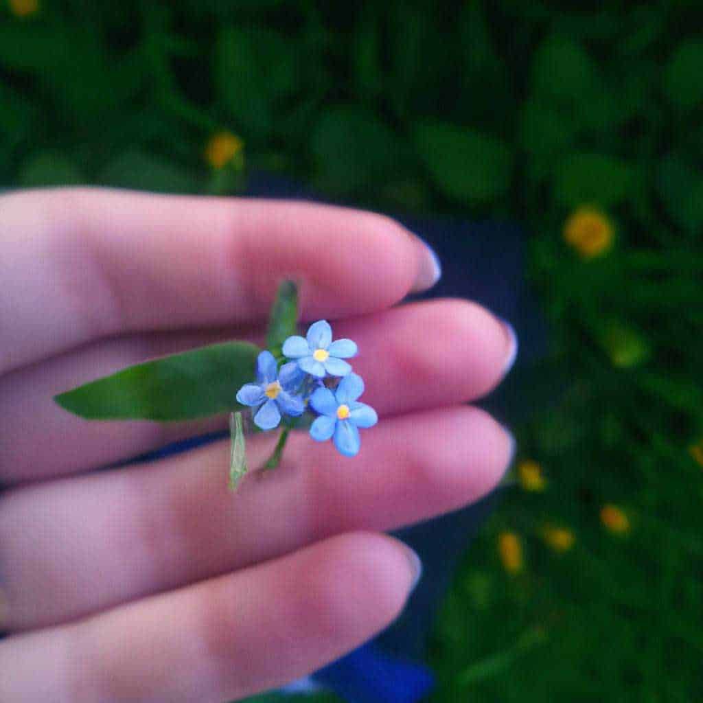 Piccola mano con fiore azzurro, natura, fiori, dettaglio fiore, piante, bellezza naturale, floreale, cliccando un fiore, fiore di primavera, natura selvaggia, giardinaggio, fiori delicati, fiori di campo, appunti sul blog, immagini di natura, fotografia di fiori, dettagli botanici, piante e fiori, natura in primo piano, ecosistema, biodiversità.