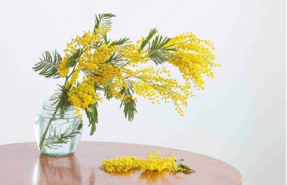Fioriture di mimosa gialla in un vaso di vetro su tavolo di legno, simbolo di primavera e festa della donna, decorazione floreale elegante per occasioni speciali.