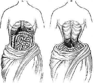 Cattura dettagliata del sistema digestivo umano, mostrando gli organi interni come stomaco, intestini e schema muscolare addominale. Ideale per articoli su salute, anatomia e medicina.