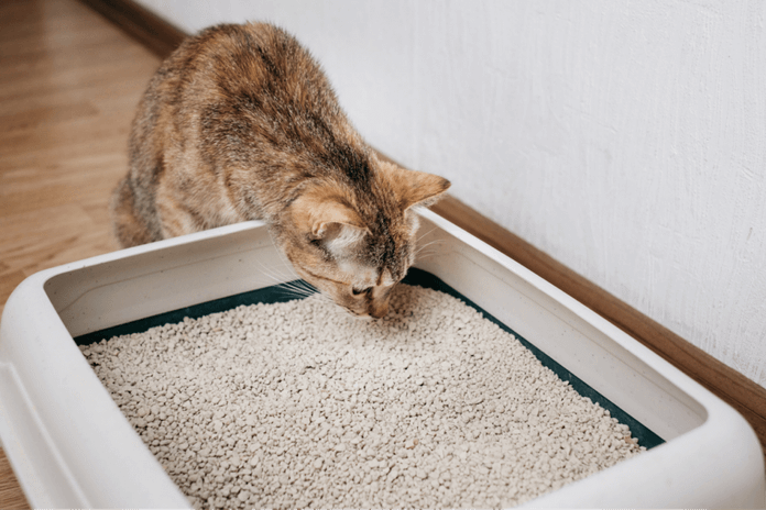 Come pulire la lettiera del gatto