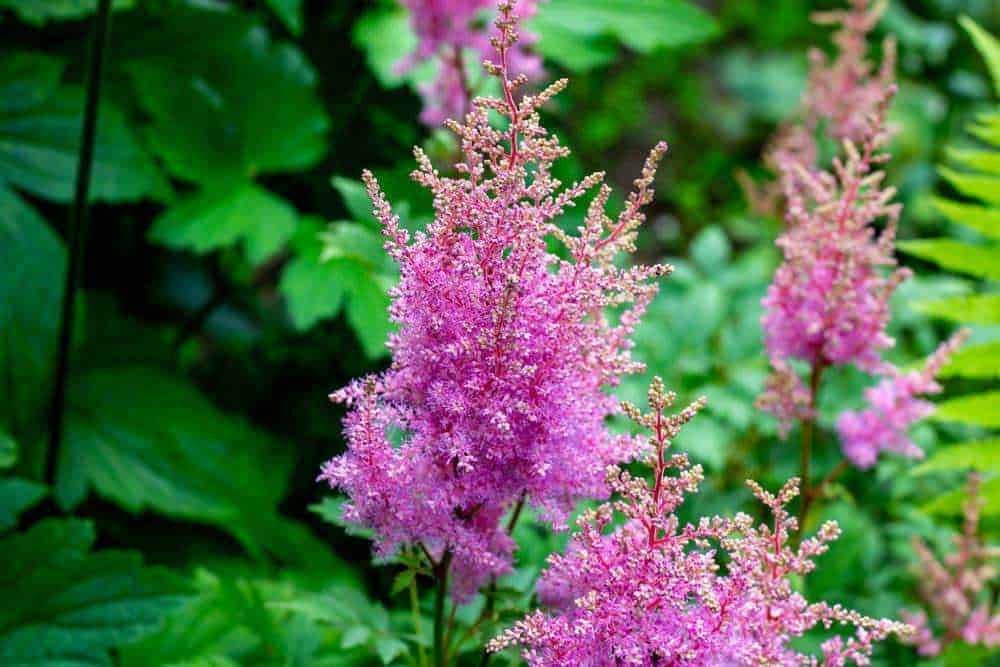 Fiore rosa con foglie verdi, piante ornamentali in giardino, fioritura primaverile, pianta decorativa, bellezza naturale e fiori, piante da giardino per esterni, nature photography, fiore di Astilbe, fiore di astilbe rosa.