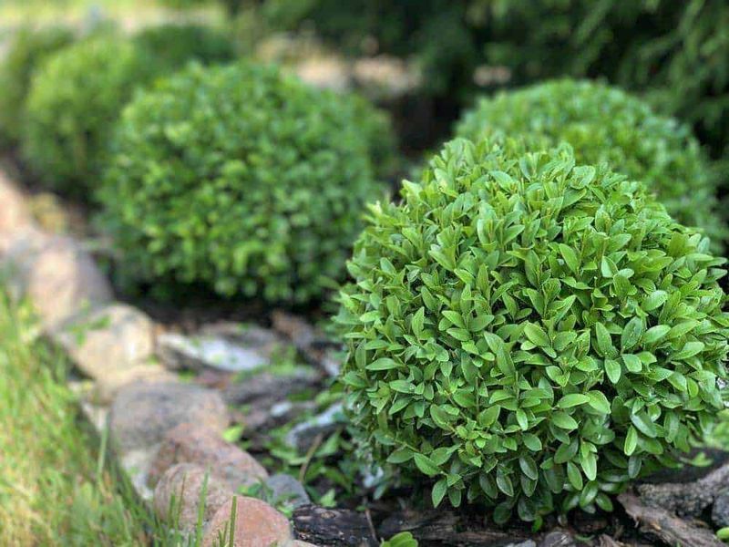 7 Piante fiorite che vogliono ombra, dalla Fatsia japonica 7 7 Piante fiorite che vogliono ombra - Bosso comune (Buxus sempervirens)