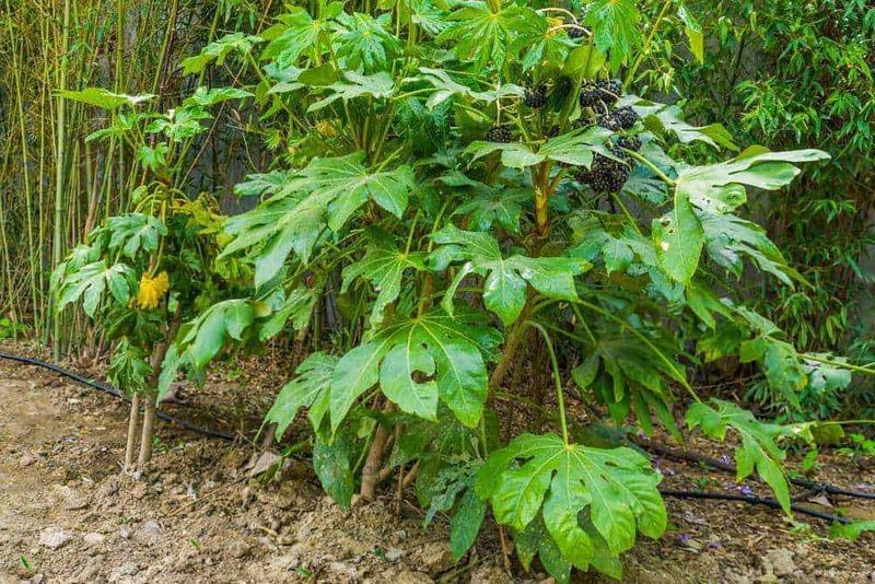 7 Piante fiorite che vogliono ombra, dalla Fatsia japonica 4 Zanzara-papaya-albero-di-papaya-piante-di-frutta-orto-natural-giardino-aziendale-giardiniere-zone-verdi.