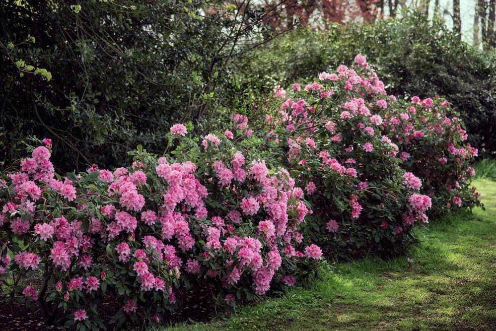 Rose rampicanti rosa in giardino al tramonto, piante fiorite con foglie verdi, decorazione floreale di ottobre, splendida fioritura primaverile, ambiente naturale e paesaggistico, bellezza dei fiori di primavera, ottimo per giardini e balconi, fioritura rigogliosa.