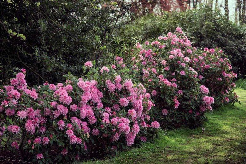 7 Piante fiorite che vogliono ombra, dalla Fatsia japonica 5 Rose rampicanti rosa in giardino al tramonto, piante fiorite con foglie verdi, decorazione floreale di ottobre, splendida fioritura primaverile, ambiente naturale e paesaggistico, bellezza dei fiori di primavera, ottimo per giardini e balconi, fioritura rigogliosa.