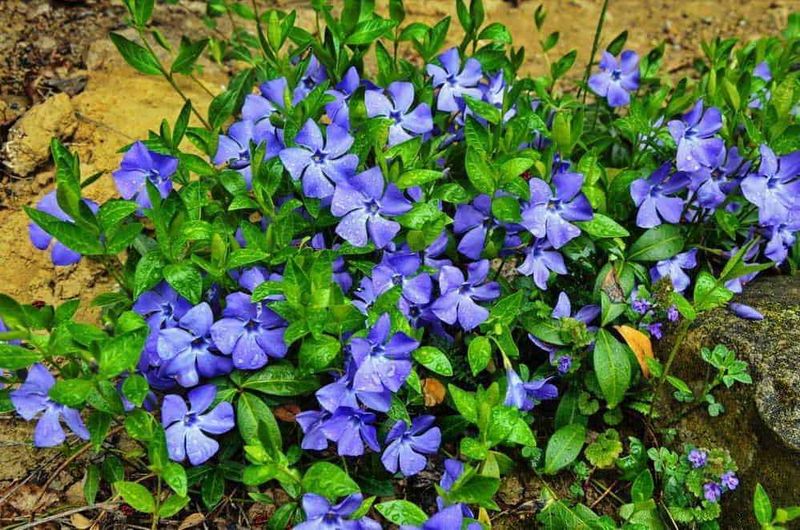 7 Piante fiorite che vogliono ombra, dalla Fatsia japonica 6 Vinca minor, pianta ornamentale con fiori viola e foglie lucide, ideale per giardini e bordure. Pianta resistente e facile da coltivare che aggiunge colore e verde allo spazio esterno.