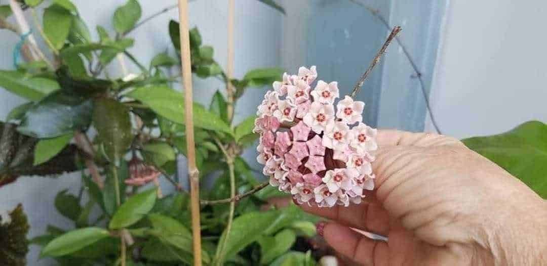 Fatsia japonica: Fiore di Hoya carnosa, pianta succulenta ornamentale, coltivato in vaso, con foglie verdi lucide e fioritura a grappolo rosa e bianca, ideale per decorazione e purificare l'aria in casa.