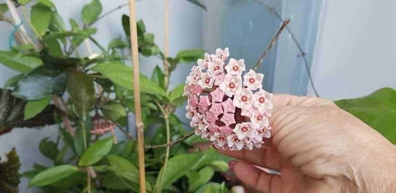 7 Piante fiorite che vogliono ombra, dalla Fatsia japonica 2 Fatsia japonica: Fiore di Hoya carnosa, pianta succulenta ornamentale, coltivato in vaso, con foglie verdi lucide e fioritura a grappolo rosa e bianca, ideale per decorazione e purificare l'aria in casa.
