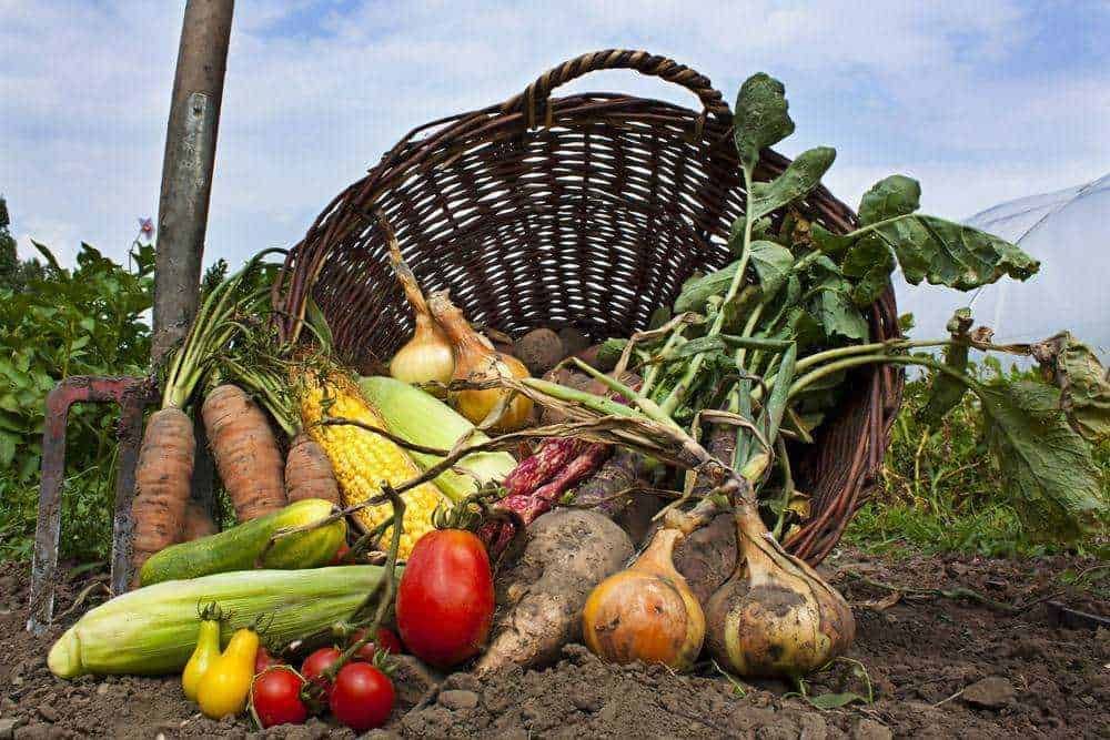 Carciofi, zucchine, pomodori, carote e patate fresche raccolte dall'orto biologico in un giorno di raccolta.