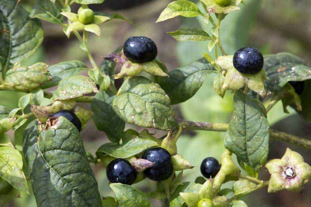 Locusta of gaul: Baccelli di sambuco nero con foglie verdi, primizie di natura selvaggia e piante spontanee, ideali per ricette tradizionali e rimedi naturali.