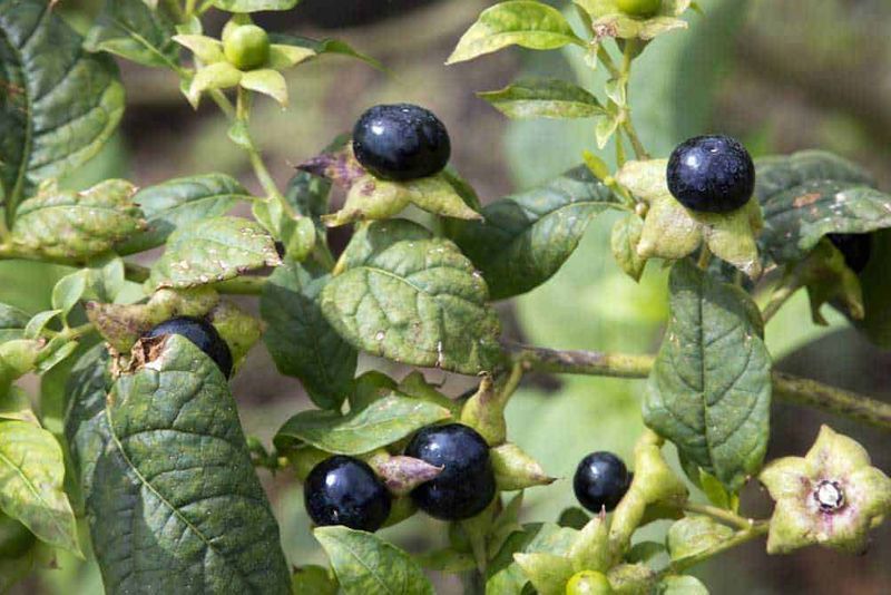 Lucusta of Gaul, famosa avvelenatrice romana 2 Locusta of gaul: Baccelli di sambuco nero con foglie verdi, primizie di natura selvaggia e piante spontanee, ideali per ricette tradizionali e rimedi naturali.