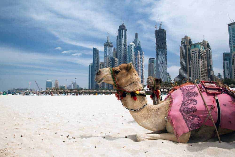 cammello sulla spiaggia dubai 