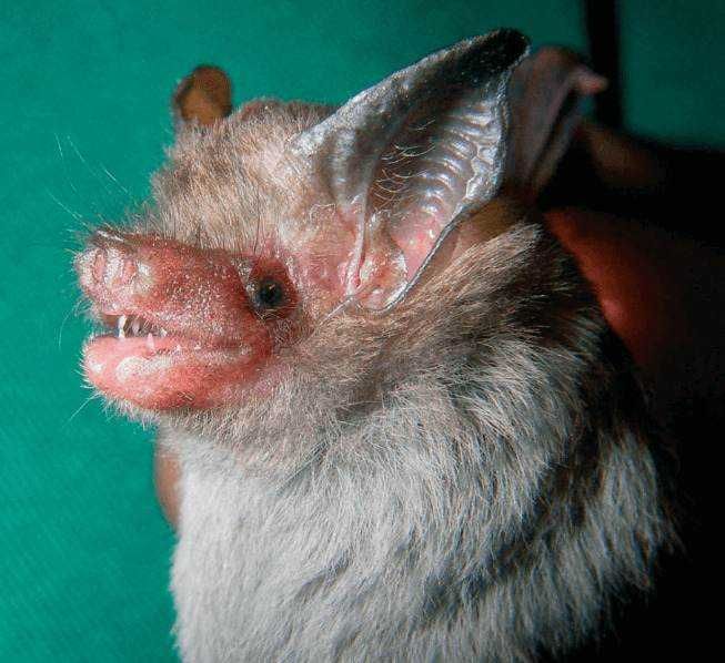 Cuore di un pipistrello con apertura bocca, dettagli delle orecchie e del muso, sfondo verde, immagine ravvicinata di un animale selvatico, perfetta per contenuti sulla fauna notturna e biodiversità.