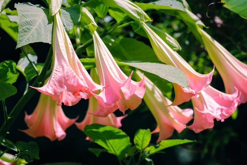 Il fascino dei fiori notturni top 10 cespugli