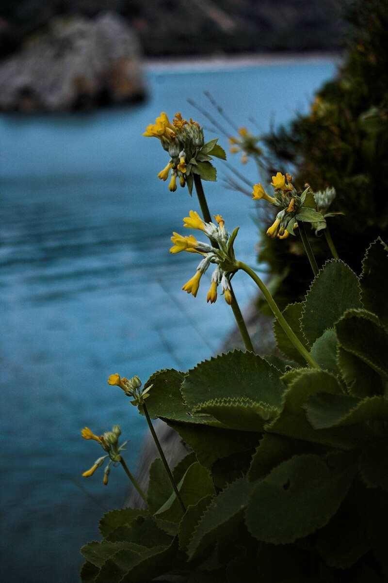 Fiore giallo su sfondo di lago blu, natura e paesaggio, piante e fiori, ambiente naturale, scena paesaggistica, gadget e decorazioni naturali, flora selvatica.