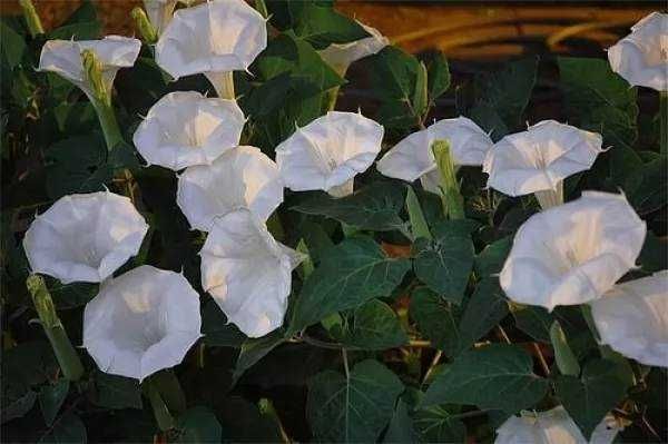 Il fascino dei fiori notturni top 10 cespugli