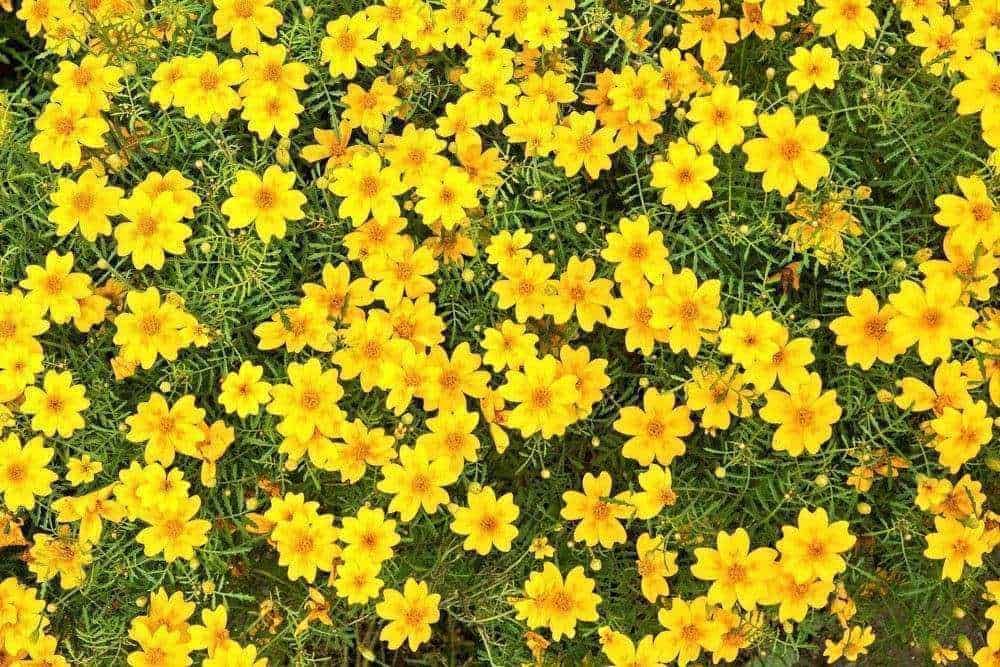 Fiori gialli che fioriscono in un prato verde, creare un effetto visivo vivace e colorato. Ideale per decorazioni esterne e particolari ambientazioni naturali. Perfetto esempio di fiori primaverili e colorati.