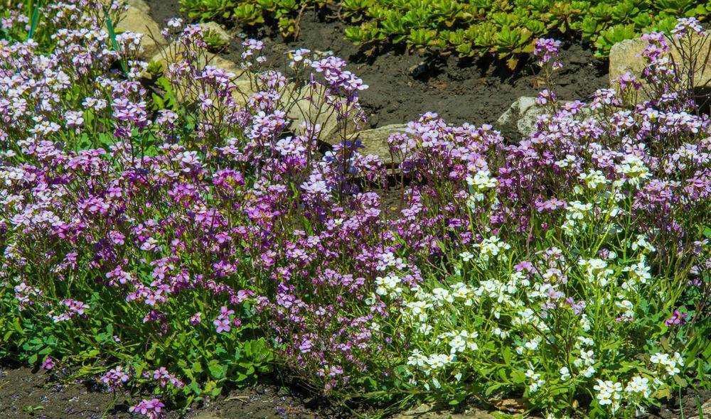 Colorate piante di fiori lilla e bianchi in un giardino soleggiato, con foglie verdi e fiori delicati che creano un'atmosfera primaverile e naturale. Perfette per abbellire spazi verdi e giardini di case private.