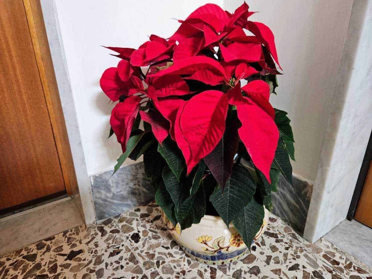 Fiore di Poinsettia natalizia su sfondo in legno con neve artificiale, tema delle festività e delle tradizioni natalizie.