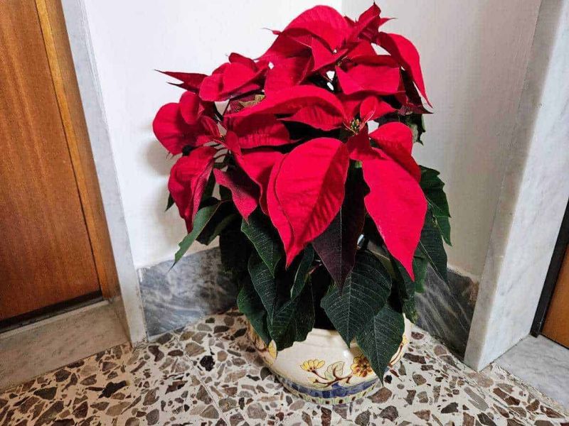 La Stella di Natale è velenosa? miti e verità 2 Fiore di Poinsettia natalizia su sfondo in legno con neve artificiale, tema delle festività e delle tradizioni natalizie.