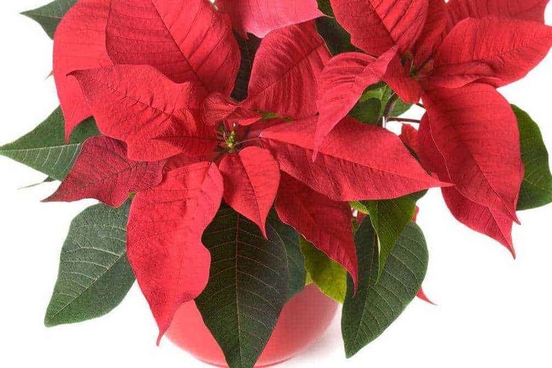 7 piante di Natale da regalare 2 7 piante Natale da regalare
