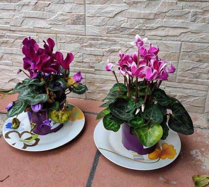 Fiori di ciclamino violetti e rosa in piatti decorativi, posizionati su una superficie di gres rossa davanti a un muro in pietra beige, in un contesto di giardino o terrazza.