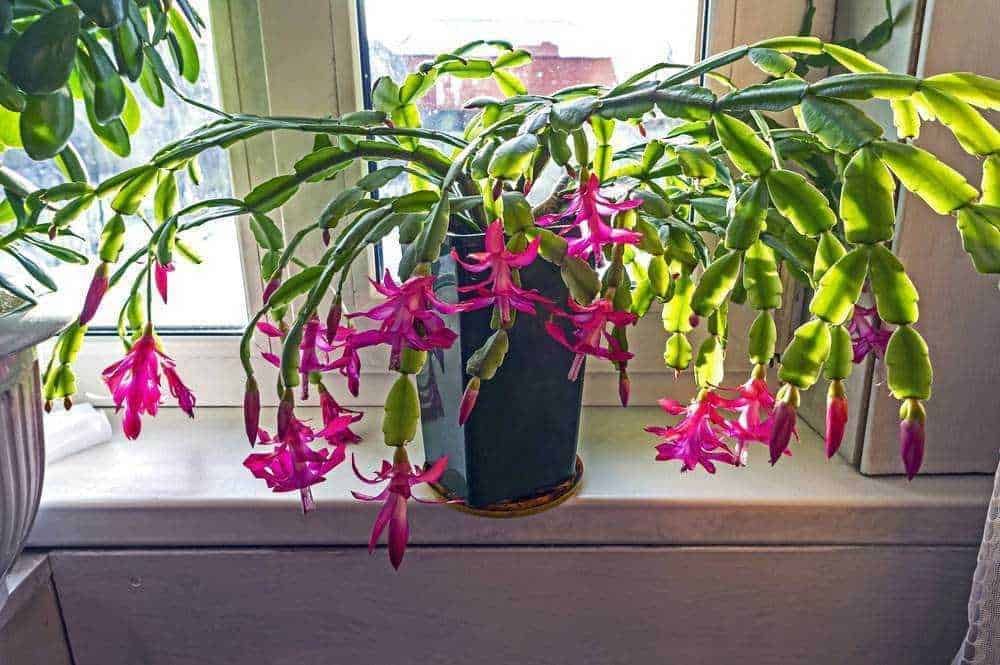 Fioritura di una pianta di Schlumbergera ( cactus di Natale ) con fiori rosa brillante posizionata su una finestra soleggiata. Perfeetta per decorare ambienti interni e uffici con piante da appartamento.
