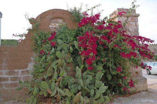 🚘Puglia: Tenuta di Albano Terrisi, paradiso tra gli ulivi 22 Puglia: Tenute Al Bano, paradiso tra gli ulivi