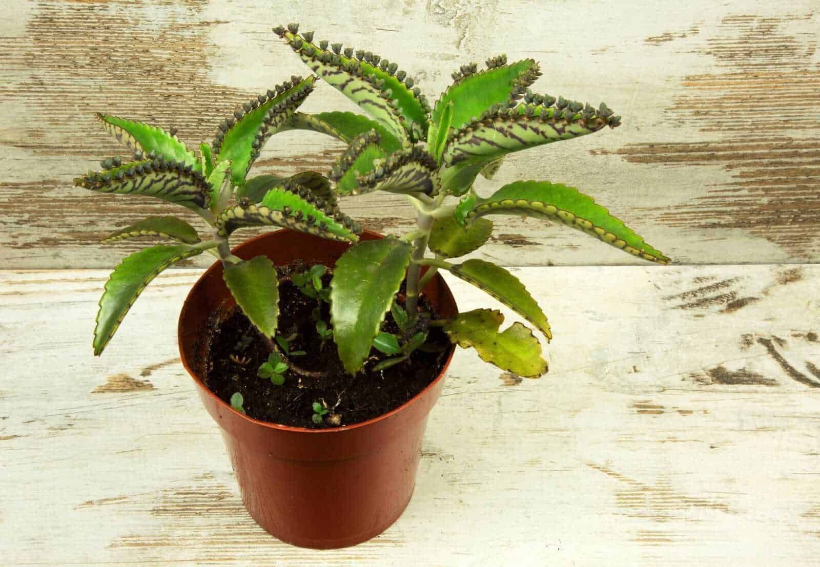 8 Piante natalizie da interno a foglie verdi