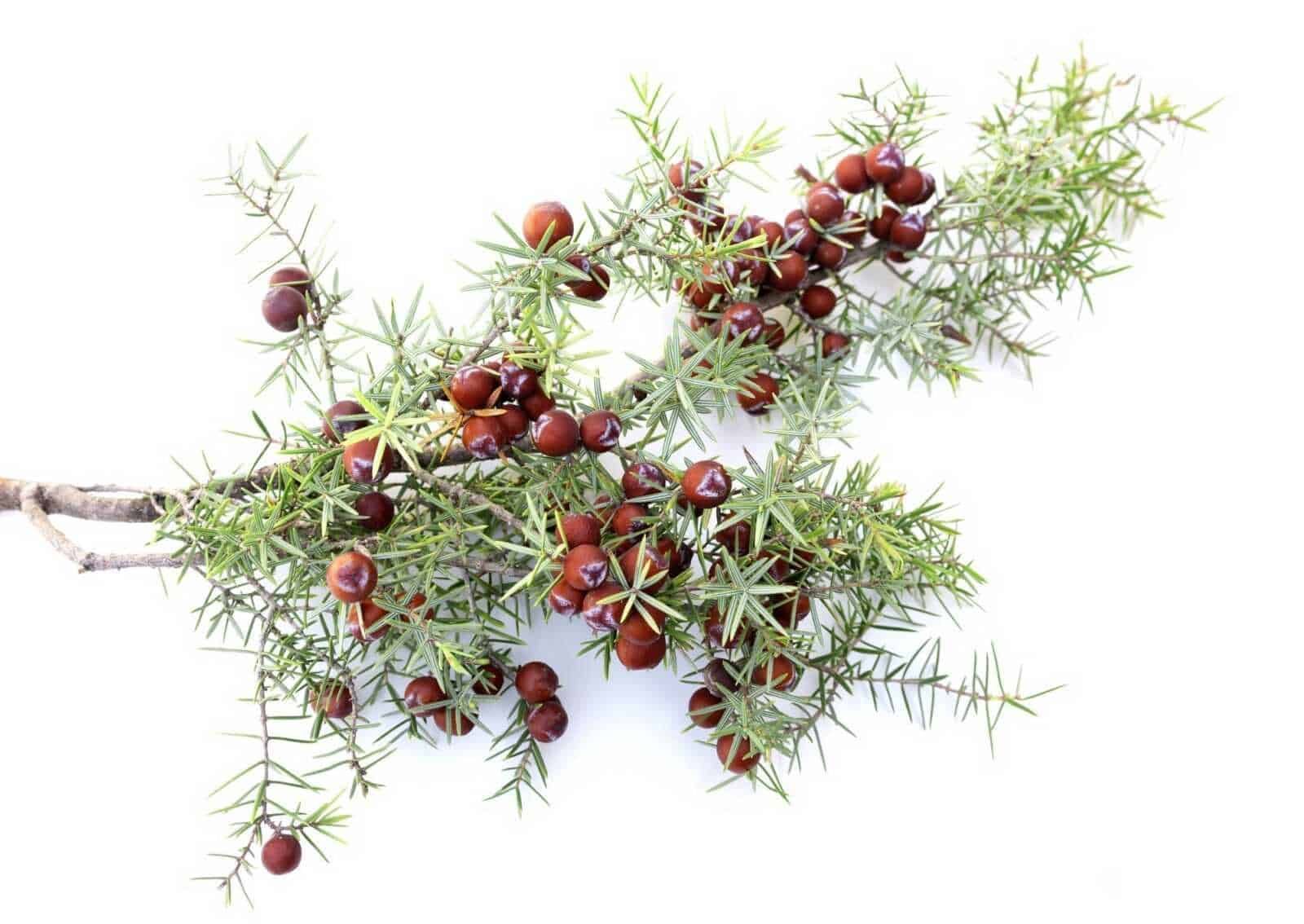 Ripario di bacche rossastre su rami spinosi con foglie sottili verde-grigio, pianta ornamentale o selvaggia, ideale per decorazioni naturali e giardini mediterranei.