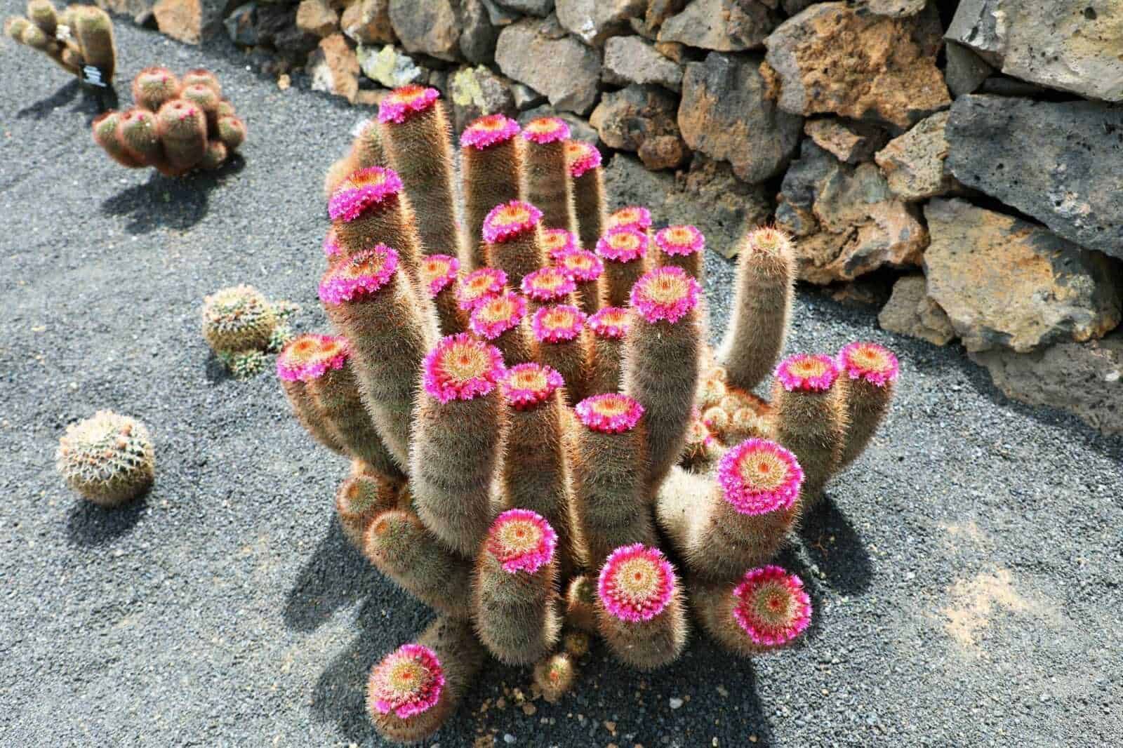 Fiori di cactus con fiori rosa vivaci in un giardino desertico, decorativi e resistenti alle alte temperature, perfetti per un paesaggio arido e rilassante, ideale per appassionati di piante succulente.