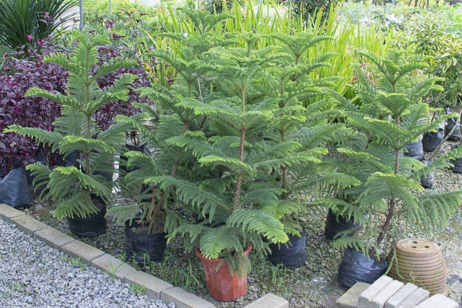 Foglie di felce in vaso, piante verdi da giardino, pianta ornamentale tropicale e arbusto decorativo in zona esterna.
