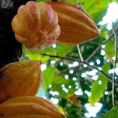 Frutto di cacao maturo appeso a un albero tropicale con foglie verdi sullo sfondo; ingrediente fondamentale per cioccolato e dolci.