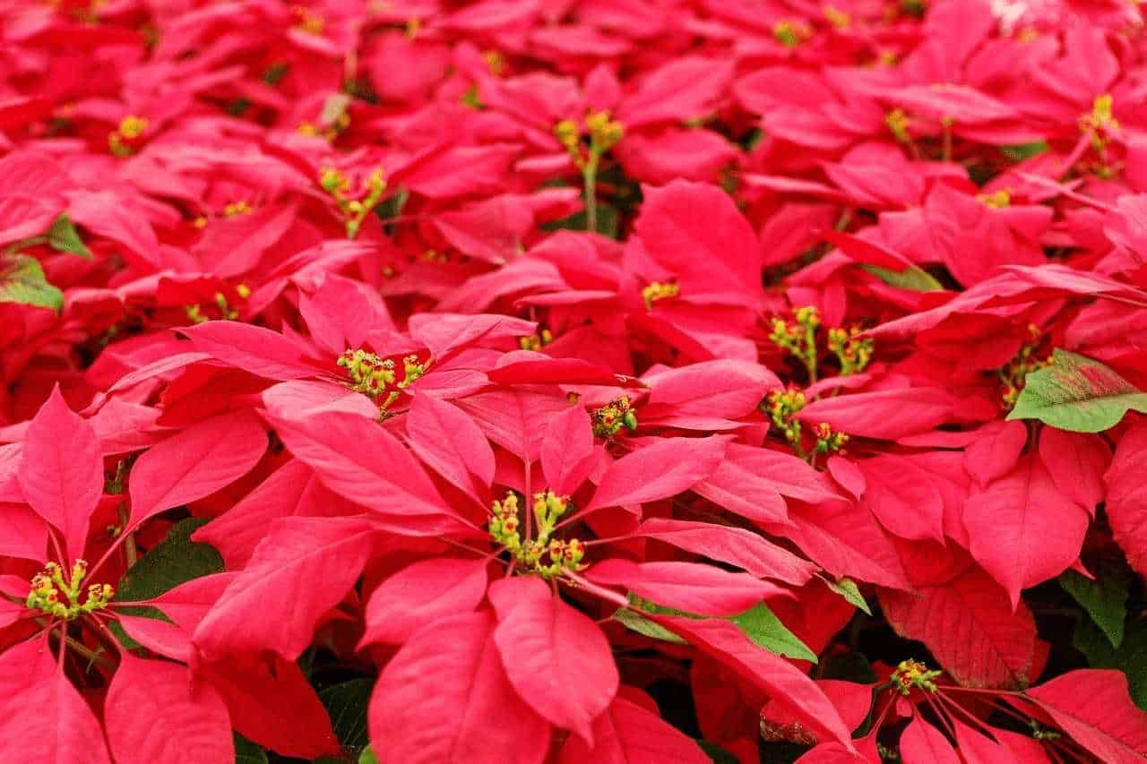Guida alle decorazioni natalizie: utilizzare Stelle di Natale con eleganza
